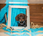 Puppy Brady Dachshund