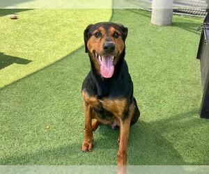 Doberman Pinscher-Unknown Mix Dogs for adoption in Orange, CA, USA