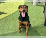 Small Doberman Pinscher Mix