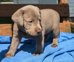 Labrador Retriever Puppy for sale in GOSHEN, IN, USA