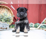 Small Photo #20 German Shepherd Dog Puppy For Sale in PARKESBURG, PA, USA