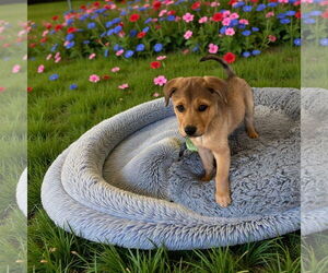 Mutt Dogs for adoption in Menifee, CA, USA