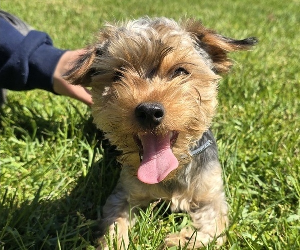 Medium Photo #1 Yorkshire Terrier Puppy For Sale in NILES, MI, USA
