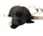 Puppy Puppy 2 Labrador Retriever