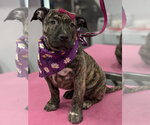 Sura - Female Labrador Retriever-Unknown Mix Dog for Adoption - Small photo