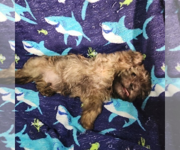 Medium Photo #1 Shorkie Tzu-Zuchon Mix Puppy For Sale in COWARD, SC, USA