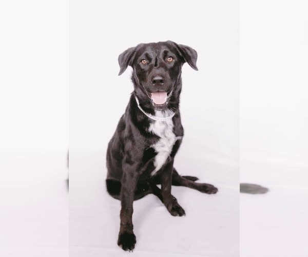 Medium Photo #1 Golden Labrador Puppy For Sale in Princeton, MN, USA