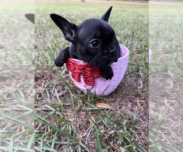 Medium Photo #1 French Bulldog Puppy For Sale in LUTZ, FL, USA