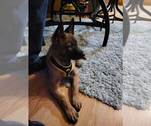 Belgian Malinois Puppy for sale in SPRING GROVE, IL, USA