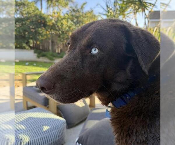 Medium Photo #9 Labrador Retriever-Unknown Mix Puppy For Sale in San Diego, CA, USA