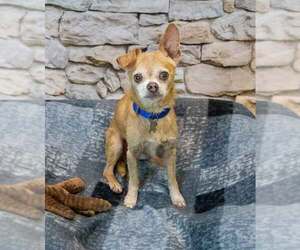 Ripley - Male Chihuahua Dog for Adoption - Photo #2
