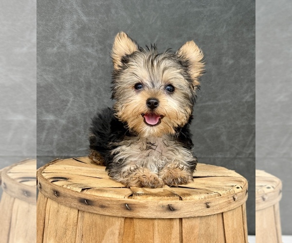 Medium Photo #12 Yorkshire Terrier Puppy For Sale in OCALA, FL, USA