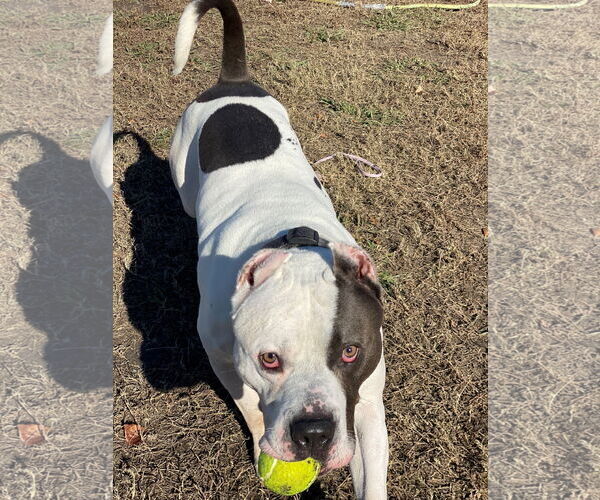 Medium Photo #3 American Pit Bull Terrier-Unknown Mix Puppy For Sale in Virginia Beach, VA, USA