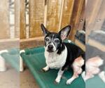 Small #1 Chihuahua Mix