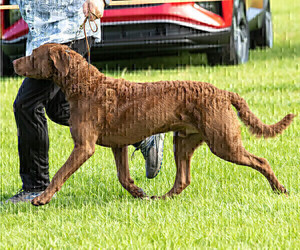 Father of the Chesapeake Bay Retriever puppies born on 05/18/2022
