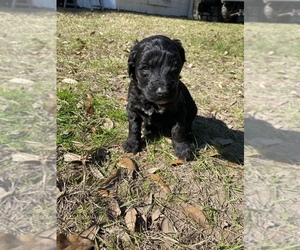Labradoodle Puppy for sale in HOCKLEY, TX, USA