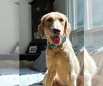 Small Photo #2 Labradoodle Puppy For Sale in Arlington, VA, USA