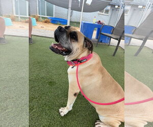 Madea - REDUCED ADOPTION DONATION - Female Mastiff Dog for Adoption - Photo #2