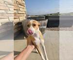 Small #1 Chihuahua Mix