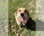 Small Golden Retriever Mix
