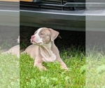 Small #5 American Bully
