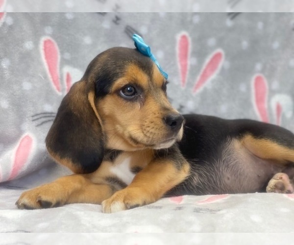 Medium Photo #3 Beagle Puppy For Sale in LAKELAND, FL, USA