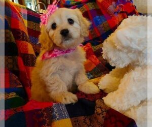 Cavachon-Cavapoo Mix Puppy for sale in FREWSBURG, NY, USA