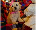 Small Cavachon-Cavapoo Mix