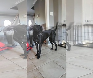 Nova - Female American Pit Bull Terrier-Labrador Retriever Mix Dog for Adoption - Photo #2