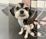 Small #3 Miniature Schnauzer Mix