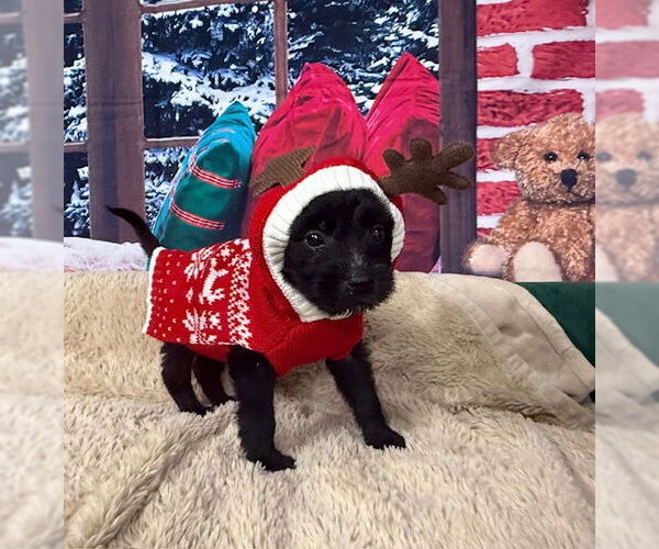 Medium Photo #2 Poodle (Standard)-Unknown Mix Puppy For Sale in Plainfield, IL, USA