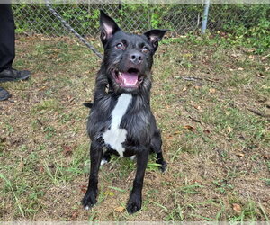 Rod Stewart - Male Mutt Dog for Adoption - Photo #3