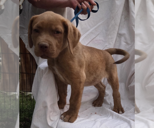 Medium Photo #3 Mutt Puppy For Sale in Decatur, GA, USA