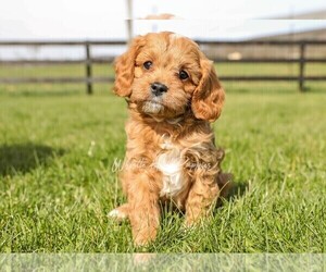 Cavapoo Puppy for sale in DENVER, PA, USA