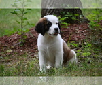 Small Photo #4 Saint Bernard Puppy For Sale in AVALON, MO, USA