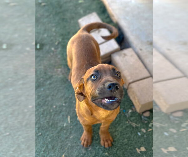 Medium Photo #1 Black Mouth Cur-Catahoula Leopard Dog Mix Puppy For Sale in Phoenix, AZ, USA