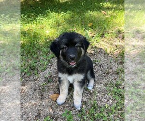 Australian Shepherd-Karakachan Mix Puppy for sale in VIRGINIA BEACH, VA, USA