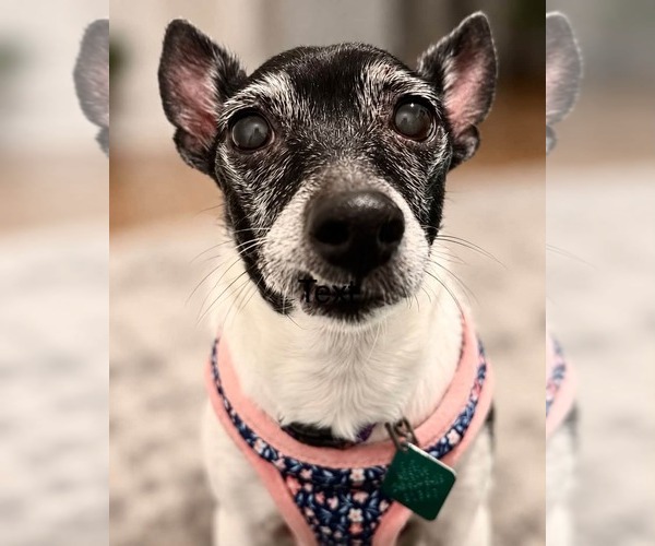 Medium Photo #3 Rat Terrier-Unknown Mix Puppy For Sale in Clarkston, MI, USA
