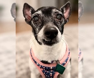 Sweetie - Female Rat Terrier-Unknown Mix Dog for Adoption - Photo #3