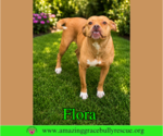 Small #2 American Pit Bull Terrier Mix