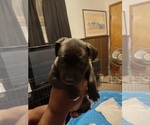 Small Photo #9 American Bully Puppy For Sale in MICHIGAN CITY, IN, USA