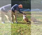 Small #4 Boxer Mix