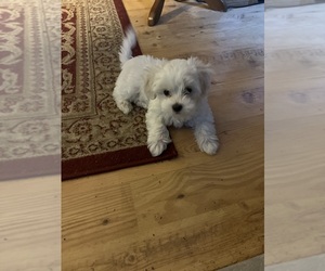 Maltipoo Puppy for sale in VANCOUVER, WA, USA
