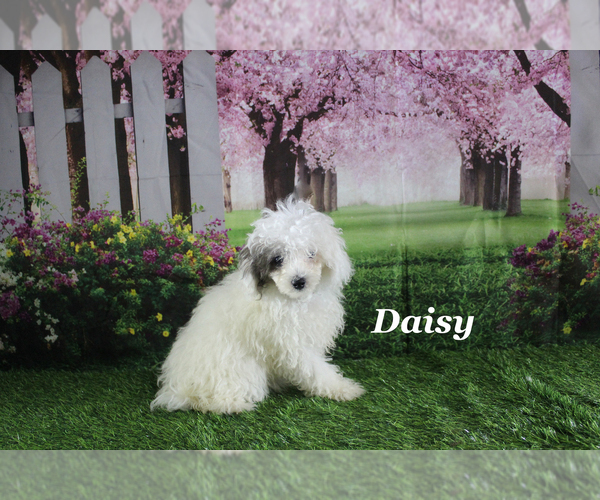 Medium Photo #3 Poodle (Toy) Puppy For Sale in CHANUTE, KS, USA
