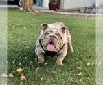 Small Photo #1 English Bulldog Puppy For Sale in SOLEDAD, CA, USA