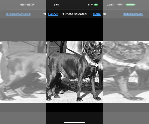 Medium Photo #1 Cane Corso Puppy For Sale in ANDERSON, IN, USA