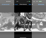 Small Photo #1 Cane Corso Puppy For Sale in ANDERSON, IN, USA