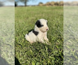 Border-Aussie Puppy for sale in NEWVILLE, PA, USA