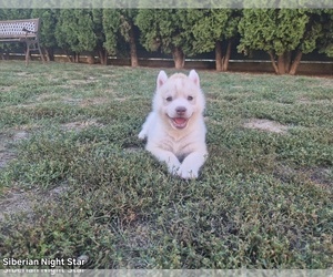 Siberian Husky Puppy for sale in Topolje, Osjecko-Baranjska, Croatia
