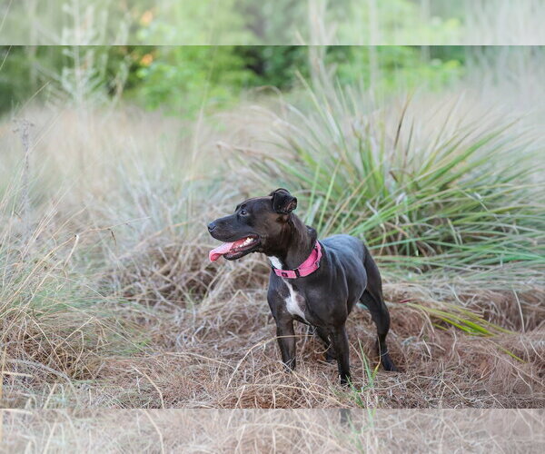 Medium Photo #10 Mutt Puppy For Sale in  Gainesville, FL, USA